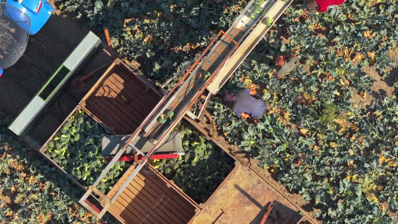 Aerial View of Farm Workers Harvesting Broccoli in Field