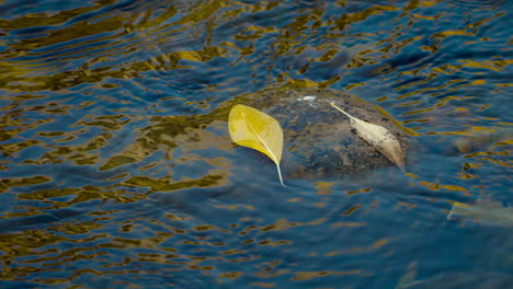 autumn leaf on rock in river water - close up