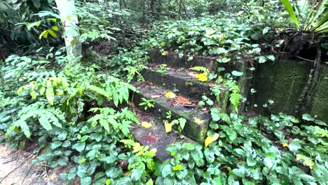 Betonstufen-Bedeckt-Mit-Moos-Und-Pflanzen-Im-Windsor-Nature-Park,-Singapur