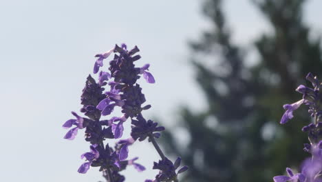 Purple-horse-mint-wildflowers-blowing-in-wind-in-slow-motion,-Texas-hill-country-native-flowers