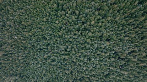 wide top down aerial footage of a forest filled with evergreen trees going up a hill