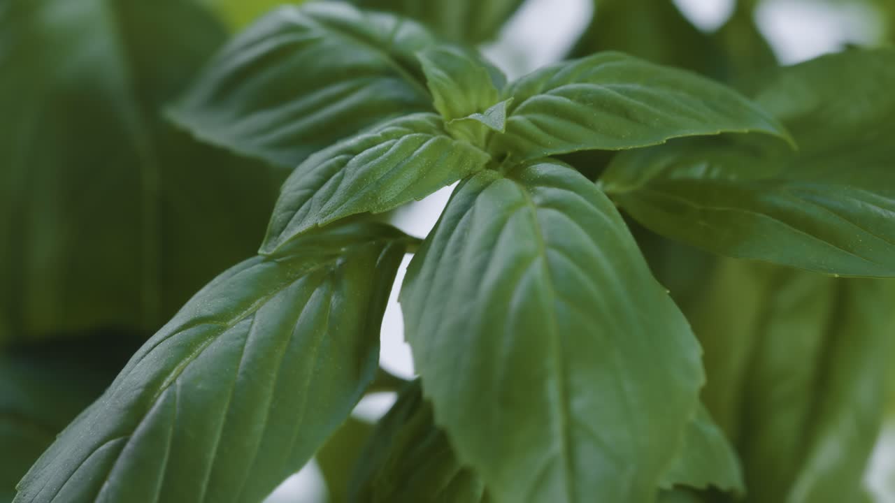 Basil Leaf Tree Macro shot