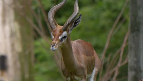 Tracking-shot-of-a-Giraffe-gazelle-walking-straight-towards-the-camera-in-eastern-Africa