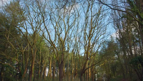 A-View-Of-Bald-Trees-During-Winter-At-Etang-Saint-Nicolas-Park-In-Angers,-France