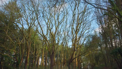 Una-Vista-De-Los-árboles-Calvos-Durante-El-Invierno-En-El-Parque-Etang-Saint-Nicolas-En-Angrys,-Francia