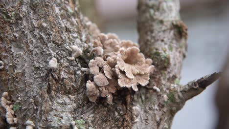 focus pulling of a mushroom that grew on a tree