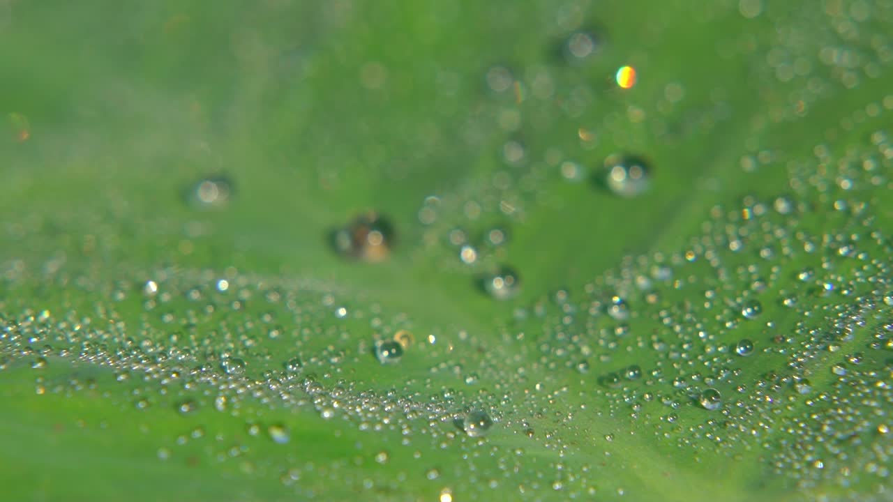 아침 이슬이 잎사귀에 떨어졌다