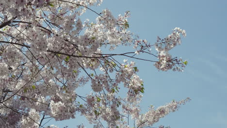 primer plano de ramas de cerezo cubiertas de flores
