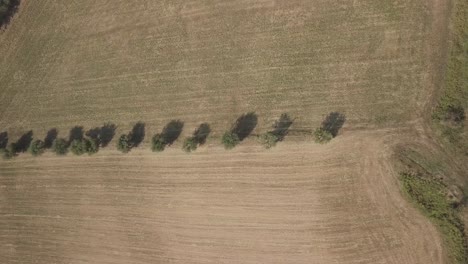 drone fly above line of trees in the middle of wheat fields after the harvest