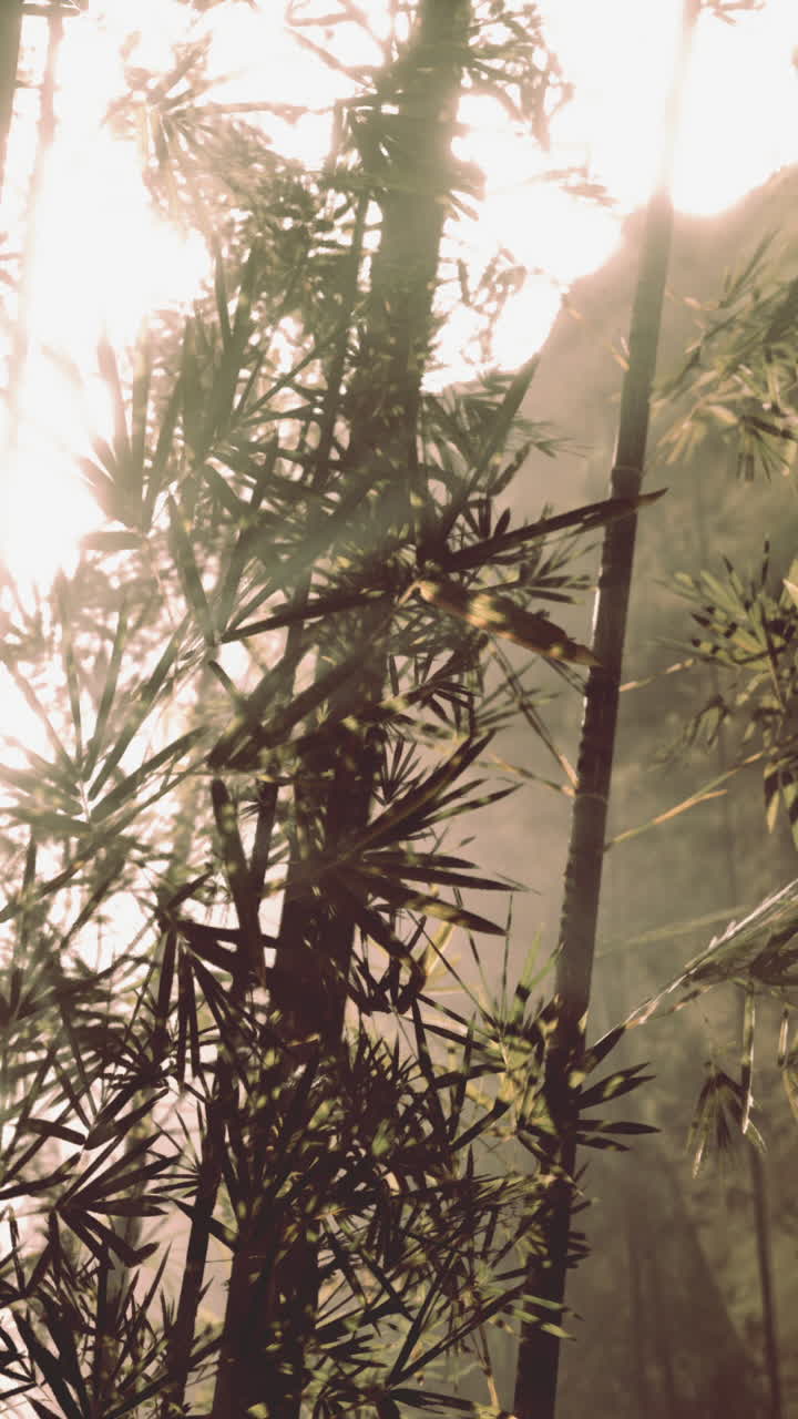 bosque de bambú iluminado por el sol