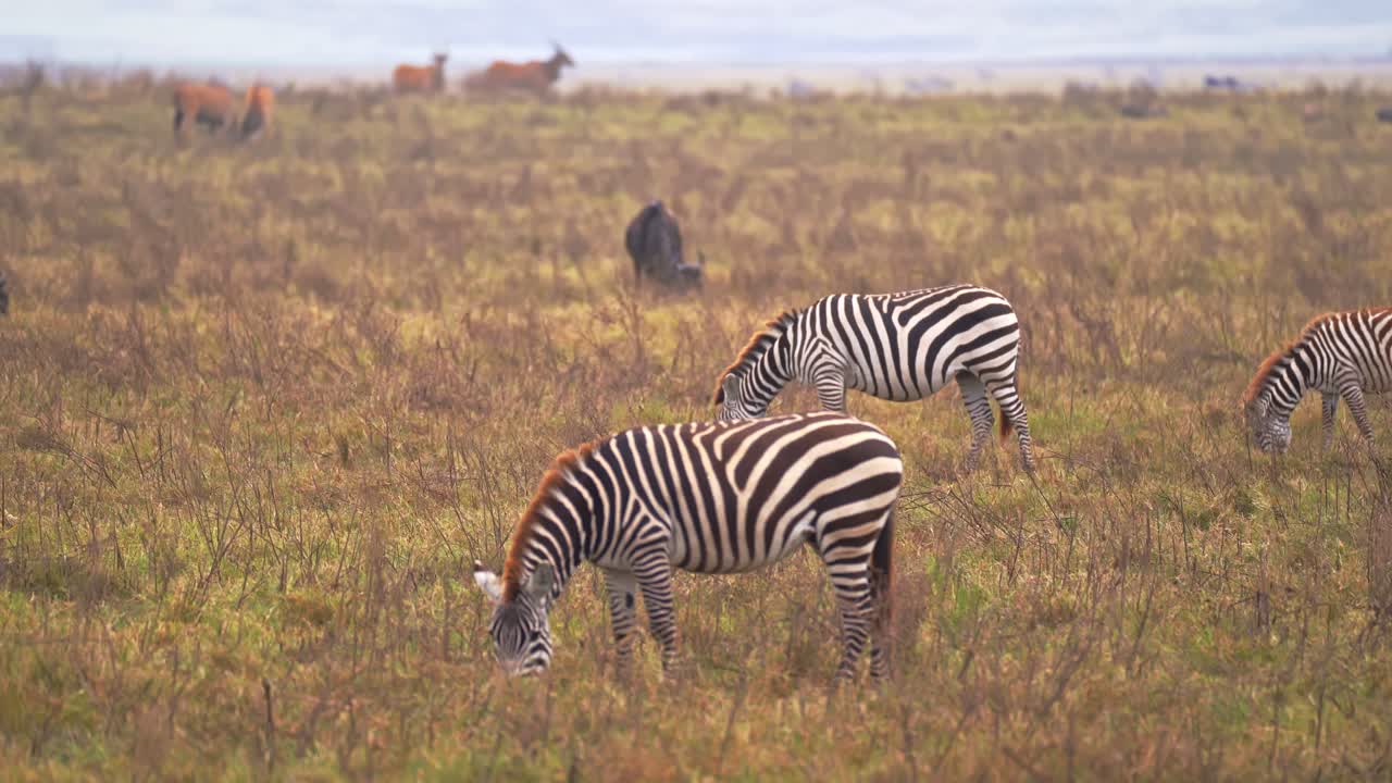 Centinaia di zebre, gnu e alcelafi giganti pascolano insieme, tutto in un unico scatto, attraverso le vaste pianure della savana del cratere di Ngorongoro, Tanzania, immortalando un comportamento del branco integrato ma pacifico.