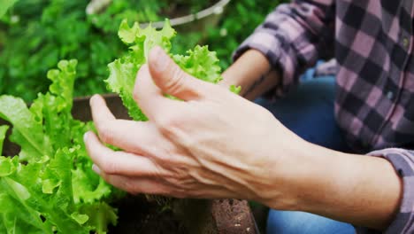 mature woman planting in the garden 4k