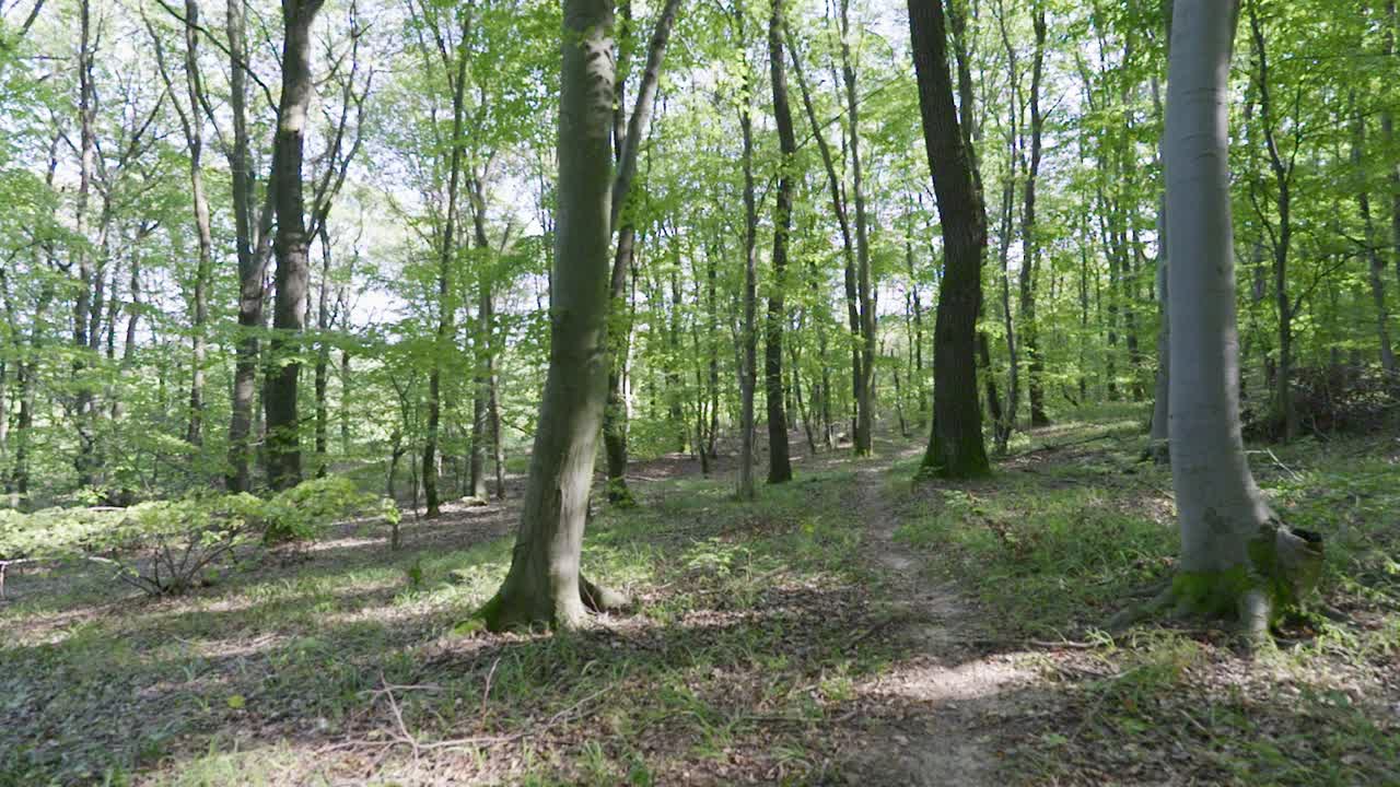 fotografía en cámara lenta de una persona caminando por un bosque con hojas verdes