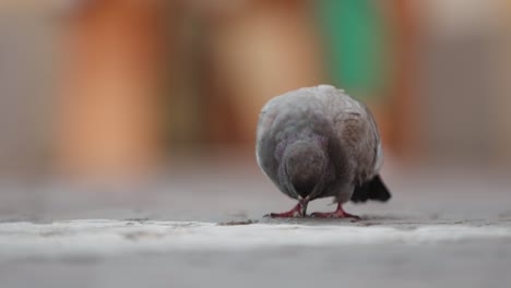 close up slow motion shot of a pigeon eating from the streets