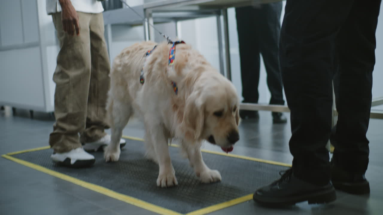 Airport Security Dog Screening
