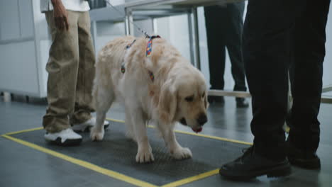airport security dog screening