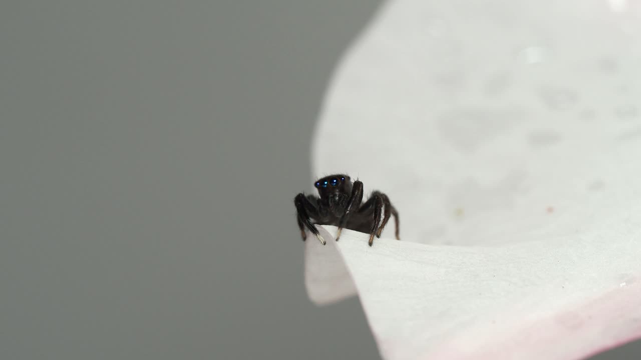 Ragno saltatore indaffarato su un fiore bianco si allunga e salta