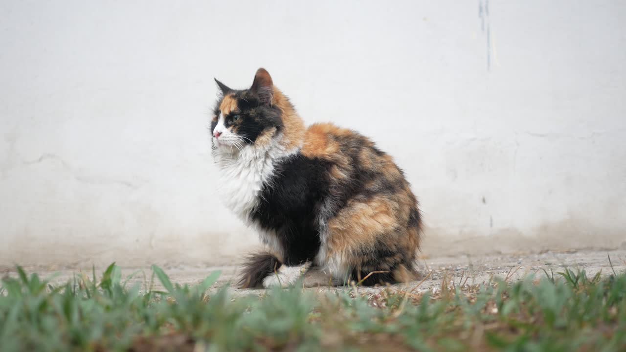 gato multicolor sentado al aire libre