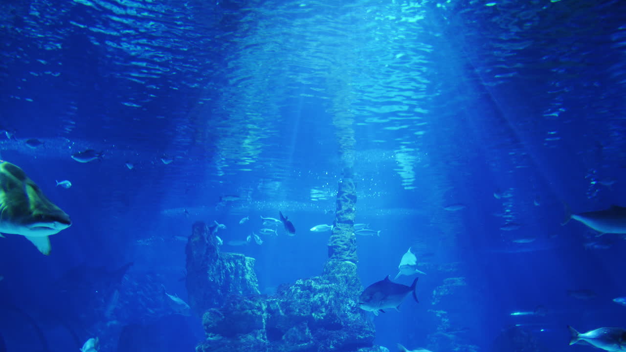 상어는 태양 아래에서 수중 수영