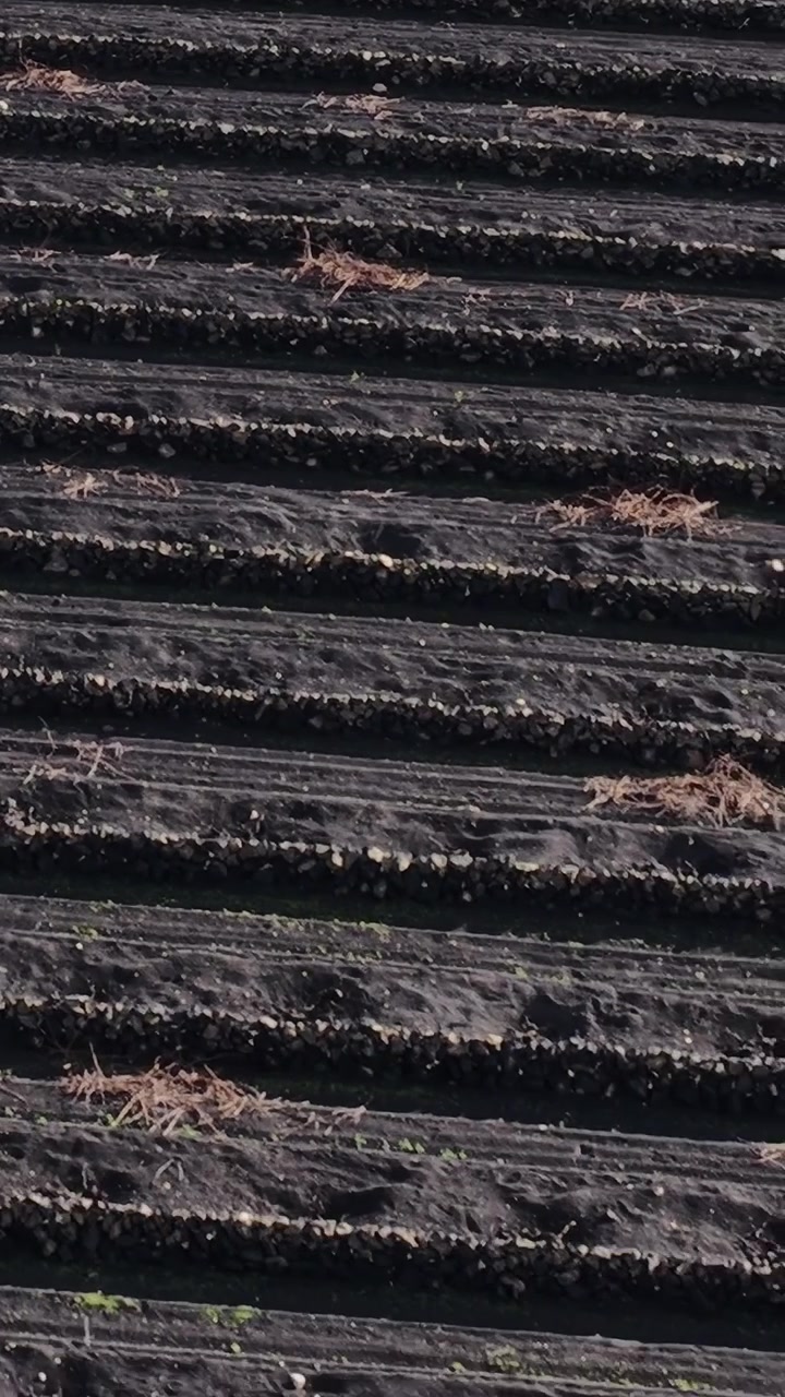 Volcanic landscape with vineyards in Lanzarote, Spain at sunset