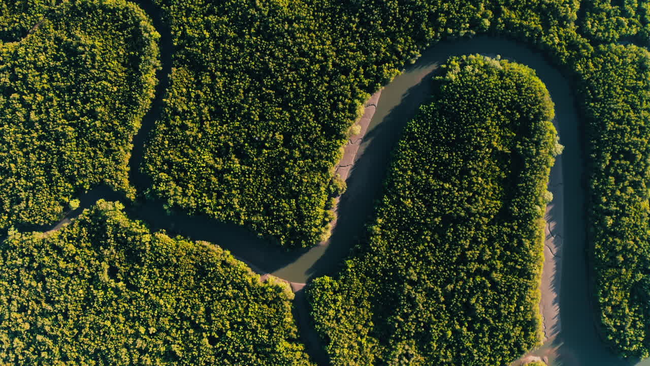 Aerial View of a Mangrove Forest with Winding River