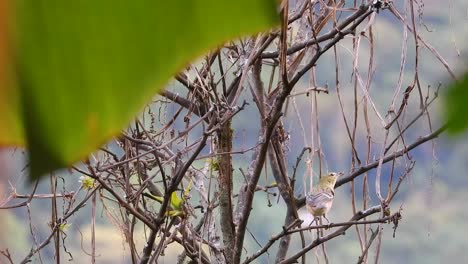 Pájaro-Vireo-Salvaje-Saltando-De-Rama-A-Otra-En-El-árbol