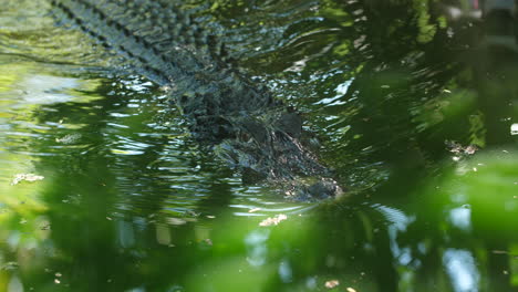 big black caiman swimming in guiana, scary.