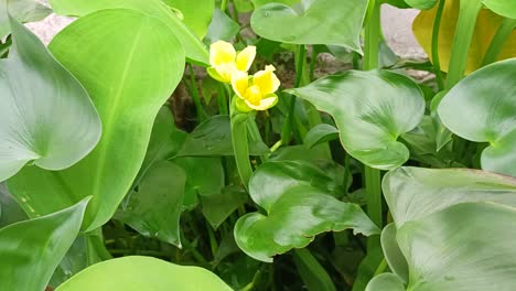 Flor-De-Amapola-De-Agua-Cerrar