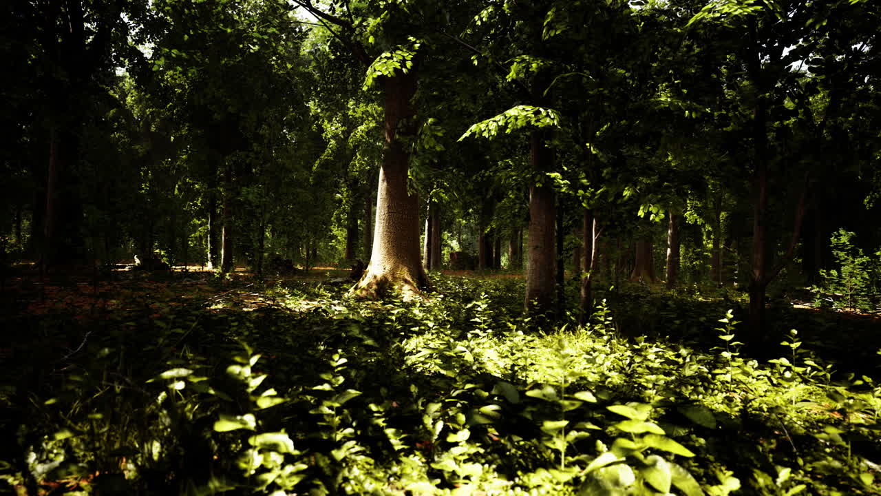 espeso bosque oscuro con musgo y rayos de sol brillando por el canal