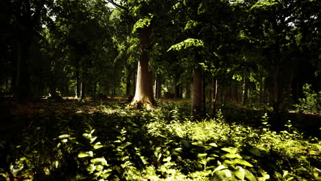 Dicker-Dunkler-Wald-Mit-Moos-Und-Durchscheinenden-Sonnenstrahlen