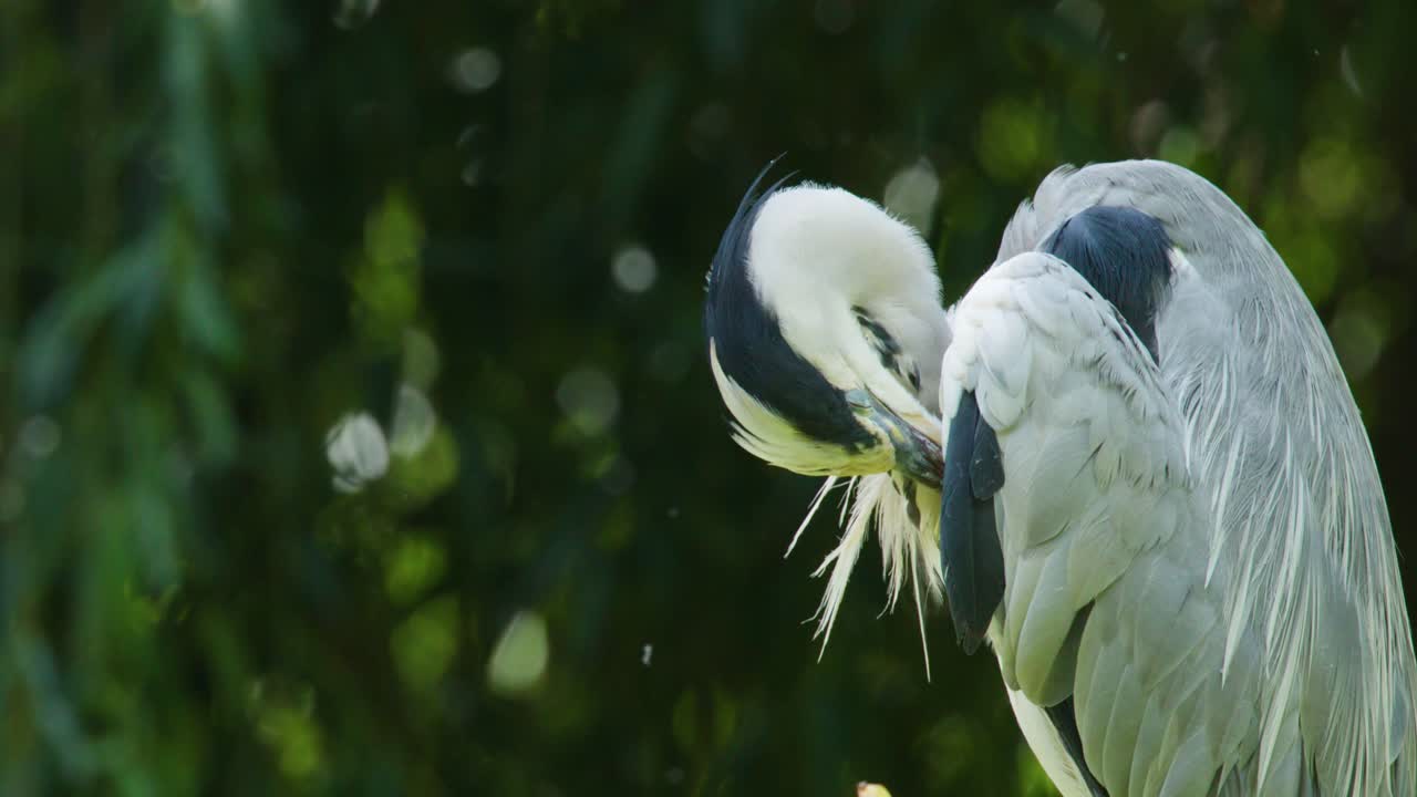 Grey heron grooms feathers on branch in bright natural light, surrounded by lush green foliage