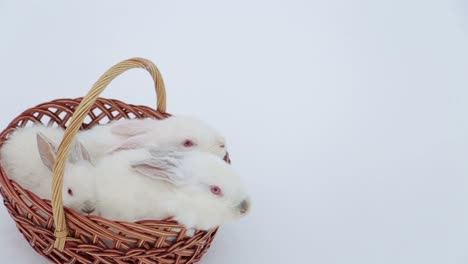 easter day and cute bunny in a basket. festive decor. happy easter!