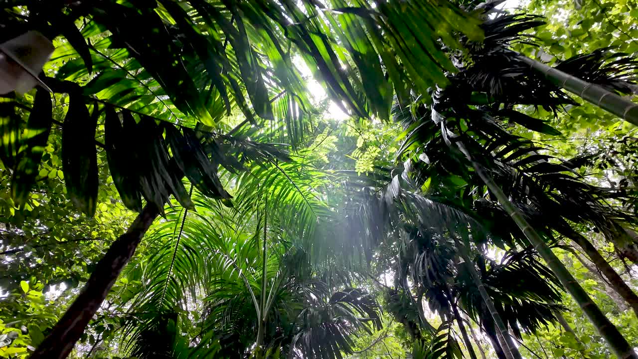 Lush tropical vegetation with sunlight peeking through dense green leaves. The image captures the serenity and beauty of a vibrant rainforest. Ideal for themes of nature and environmental awareness.