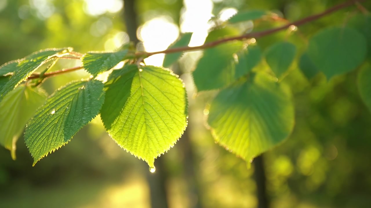 Sunlight Illuminating Green Leaves with Dripping Water Droplets