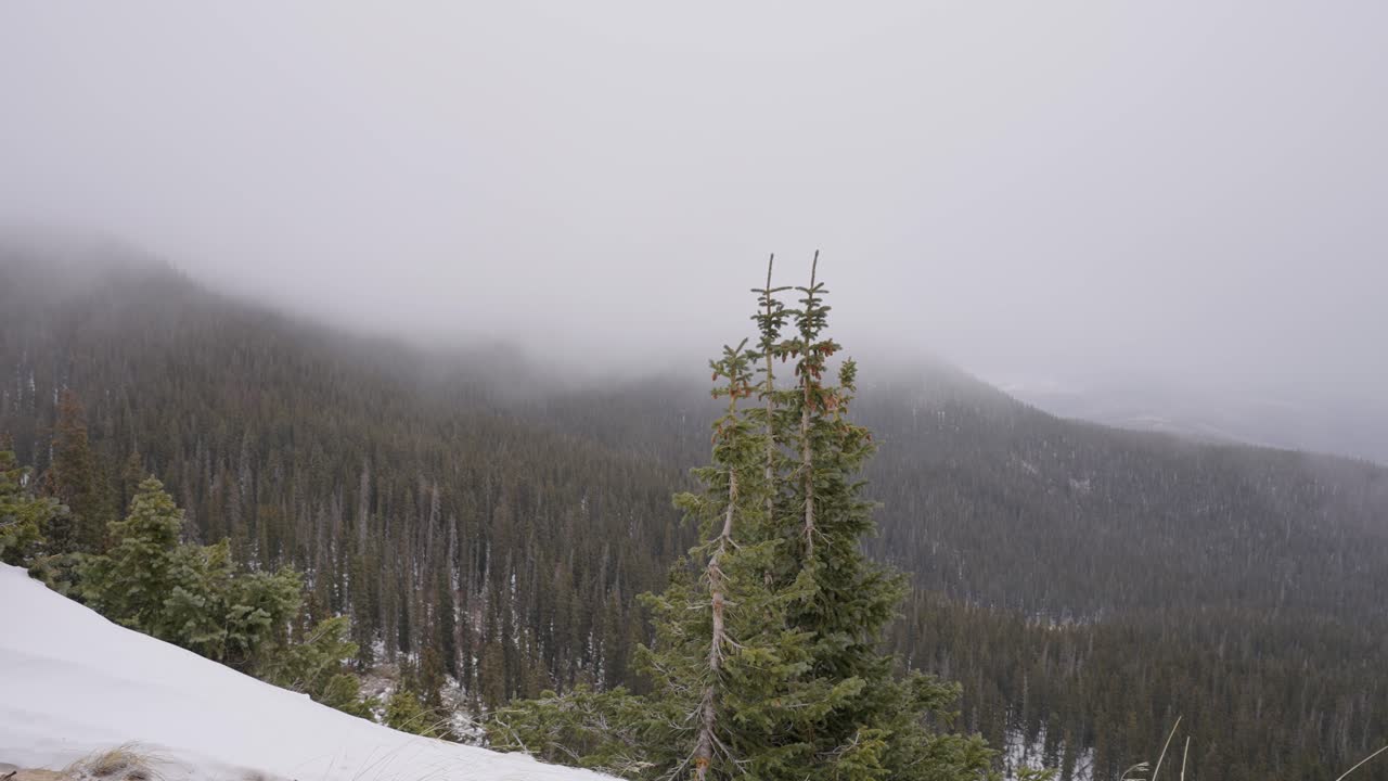 timelapse de una tormenta de invierno sobre la cima de una montaña con bosque de pinos