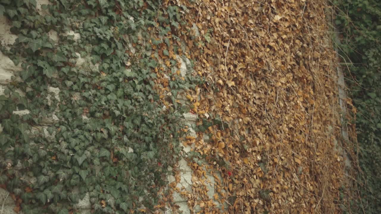 Green Vines With Partly Dry Leaves Creeping On the Wall- panning down