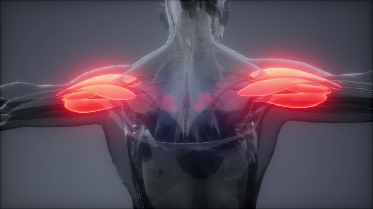 deltoid - Visible muscle anatomy map