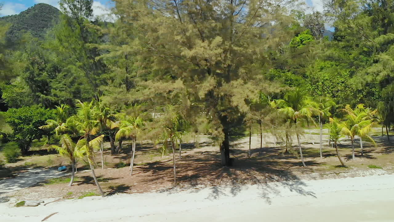산이 많은 배경을 가진 야자수의 공중 여행 샷