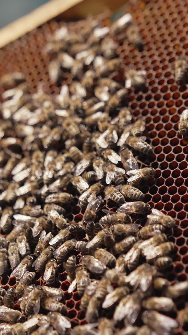 Frame with bees in beekeeper's hands. Large family of honey bees crawling on honeycomb frame. Beekeeping concept. Close-up. Vertical video