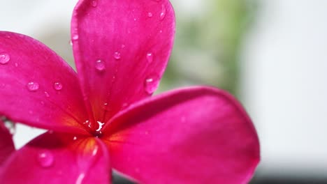 Gotas-De-Lluvia-En-Cámara-Lenta-Sobre-Flor-De-Frangipani-Rosa-Brillante