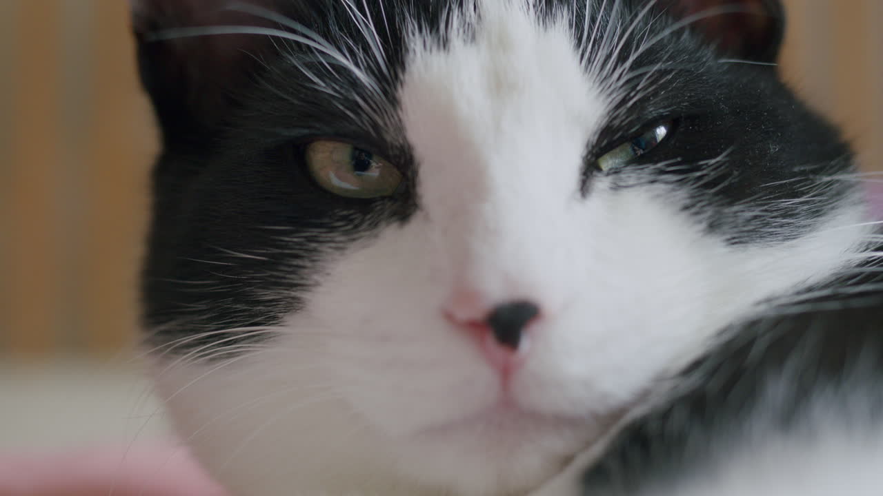 재미있는 고양이, 클로즈업 애완동물