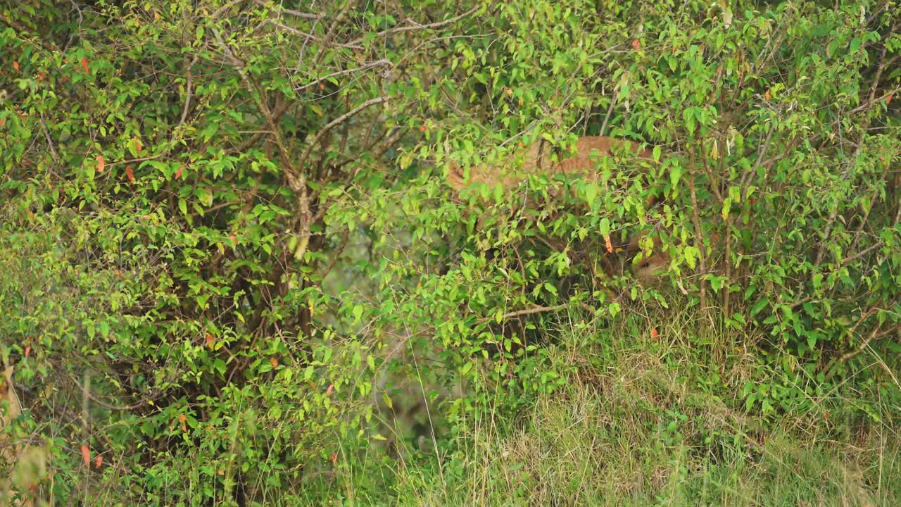 joven león escondiéndose en los arbustos para refugiarse para camuflarse, en lo profundo de la exuberante naturaleza africana en la reserva nacional masai mara, kenia, áfrica animales de safari en la reserva norte de masai mara