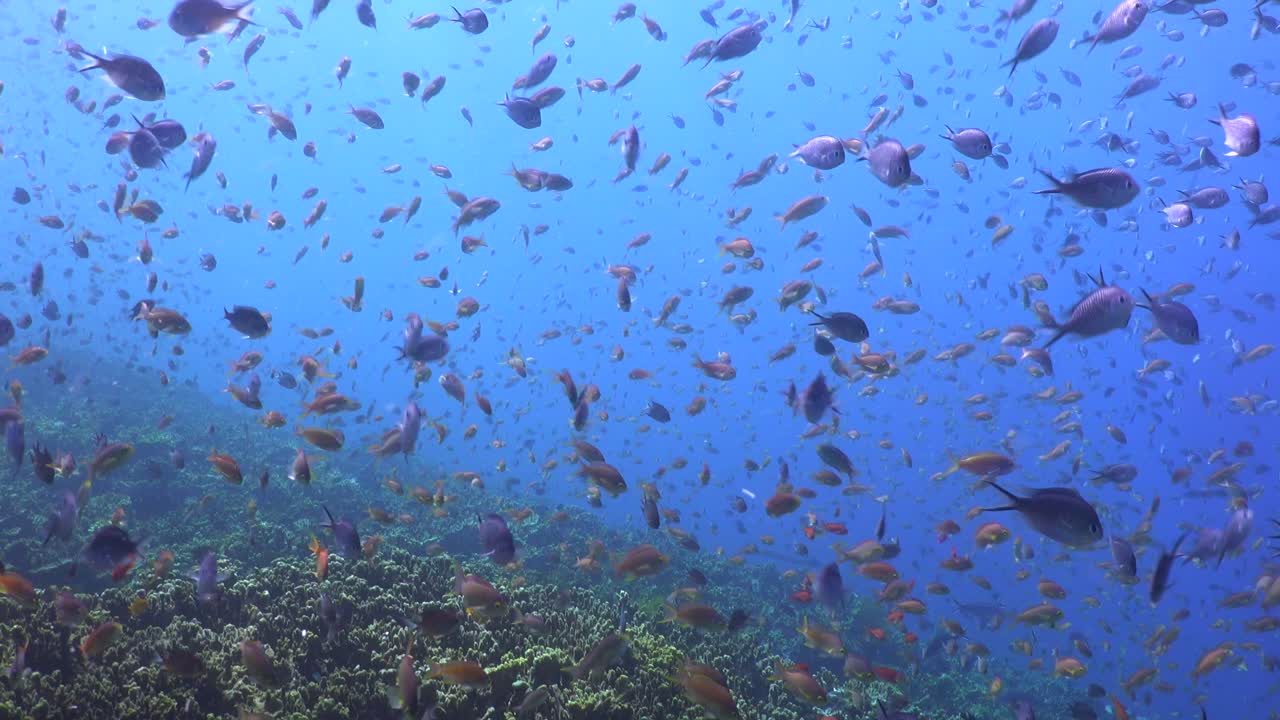 Molti pesci di barriera colorati nuotano sopra una barriera corallina tropicale con il mare blu sullo sfondo.