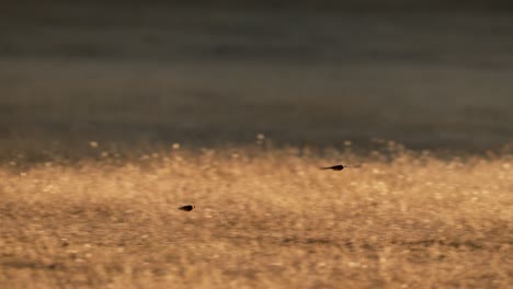 aerodynamic barn swallows in flight over meadow at sunset, slowmo tracking