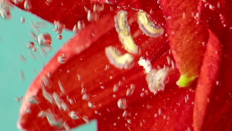 red flower under water with bubbles