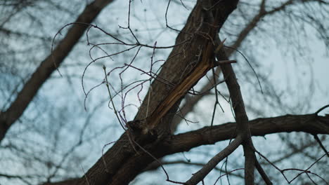 close-up of a broken tree branch against a backdrop of a network of intertwined bare branches and a pale sky