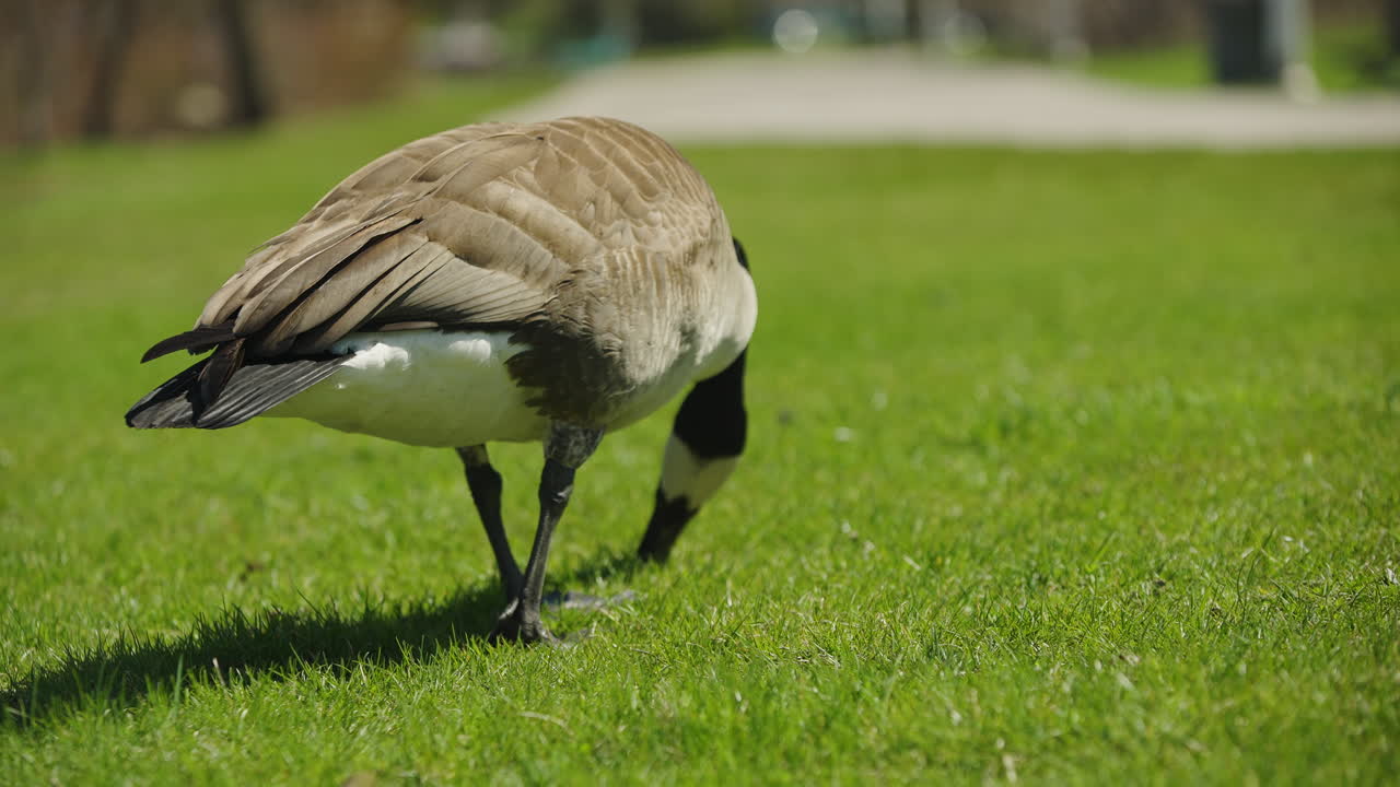 Canada Goose In Hamilton, Ontario, Canada. Close-up Shot