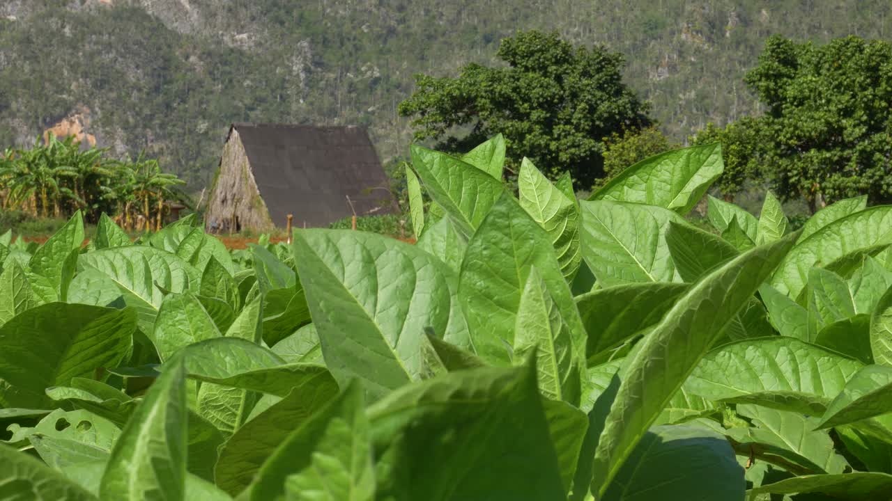 campo de tabaco y casa más seca