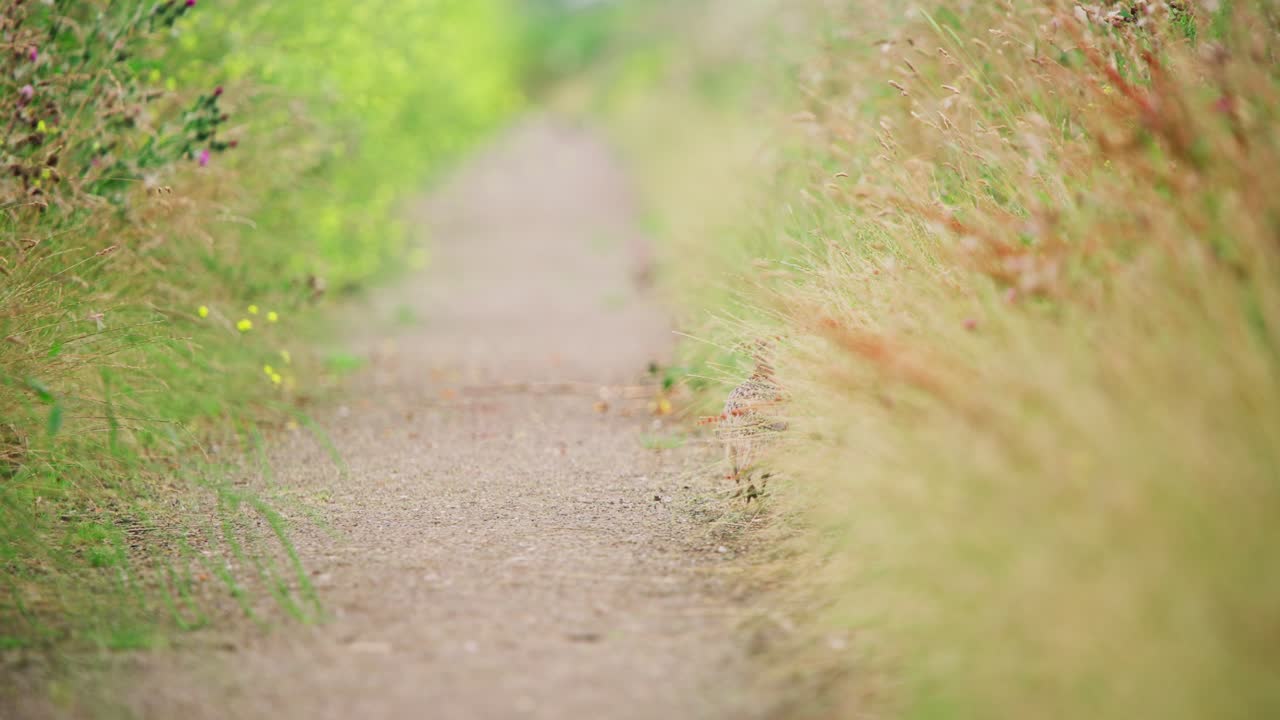 공통의 파잔은 새끼와 함께 높은 잔디 사이에서 길을 따라 니다. - 텔레포토 뒷면, 그린 네덜란드