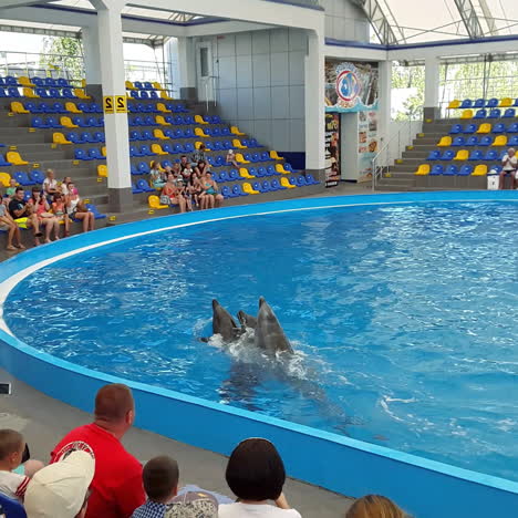 odessa, ukraine - august 2017: cute dolphins during a speech at the dolphinarium. show of dolphins.
